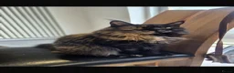 Maine Coon cats for sale: Majestic TICA Registered Mainecoon Kittens - Advert 1