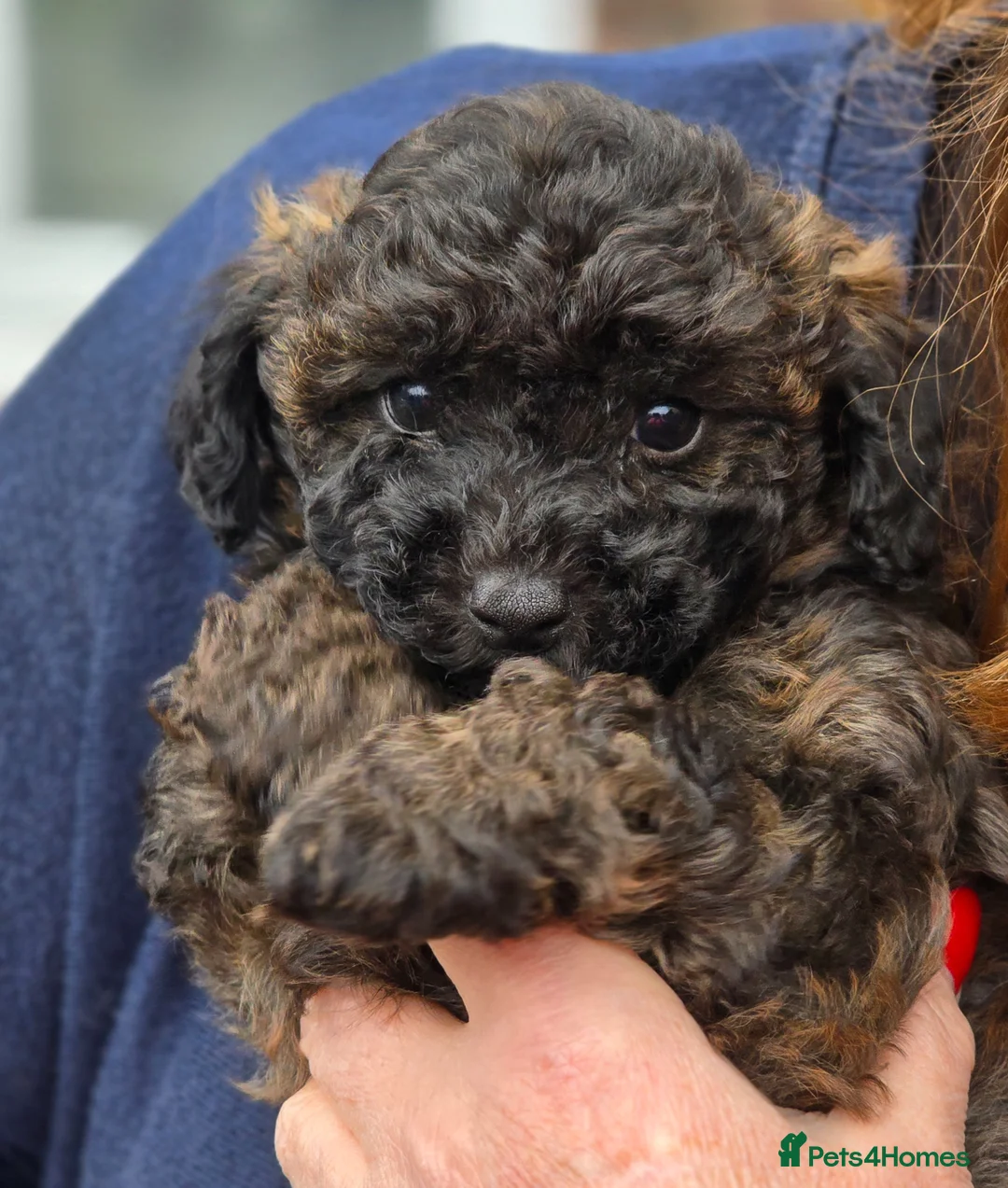 Cavapoo dogs for sale: F1b Dna health tested cavapoos - Advert 1