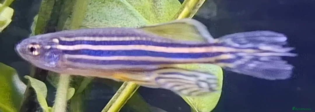 Danios fish for sale: 4 danio fish + 40L tank - Advert 2