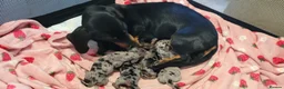 Miniature Dachshund dogs for sale: Miniature dachshund - Advert 3