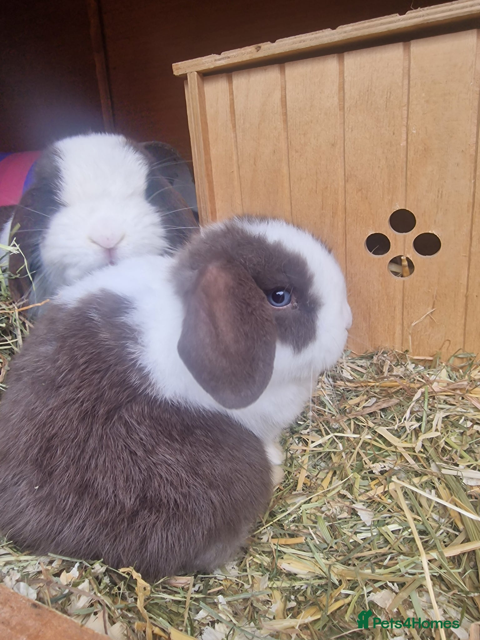 Mini Lop rabbits Both SOLD Now - Advert 2