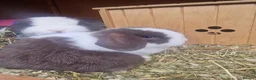 Mini Lop rabbits for sale: Beautiful Mini Lop Does - Advert 13