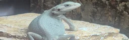 Bearded Dragon reptiles for sale: Hypo Trans Zero bearded dragon + full set up in Winchester - Advert 2