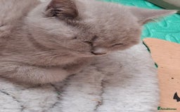 British Shorthair cats for sale: British Blue Short-hair 4 kittens for sale  - Image 12
