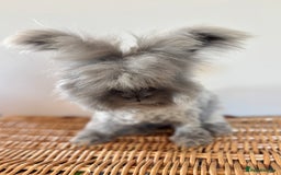 Angora rabbits for sale: Fully Vaccinated Pedigree Angoras  - Image 4