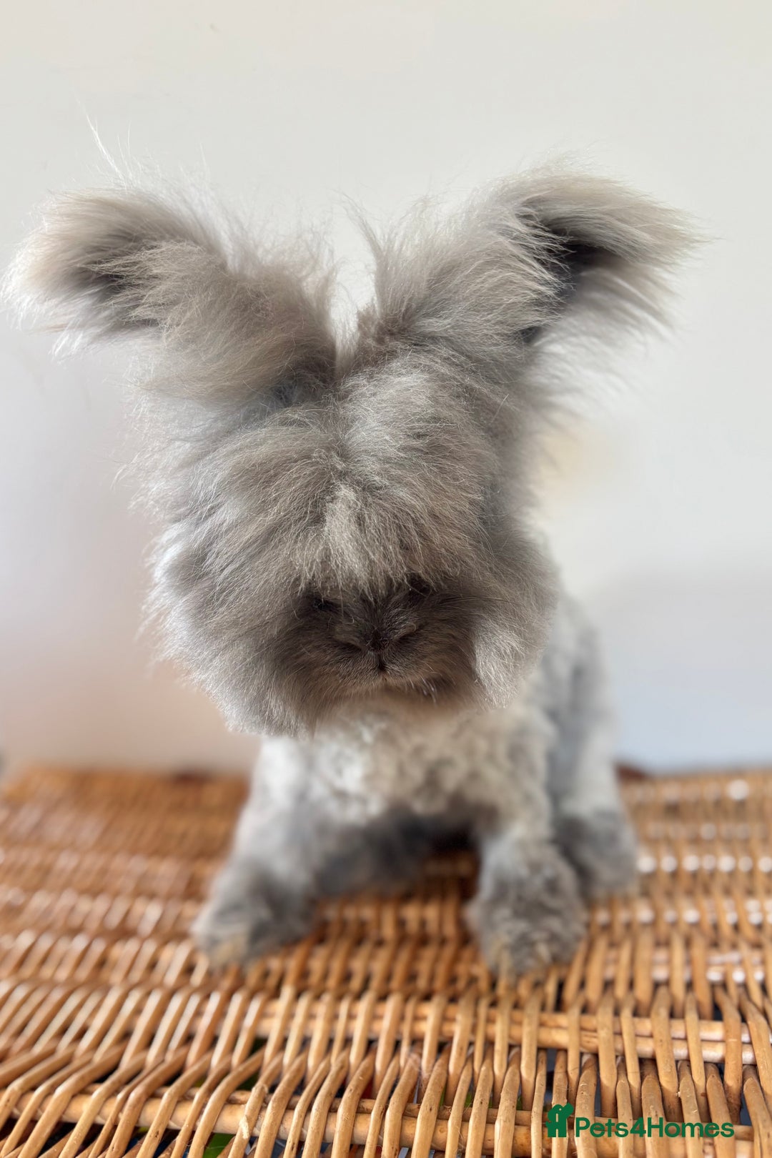 Angora rabbits for sale: Fully Vaccinated Pedigree Angoras  - Image 4