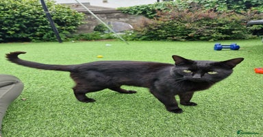 Mixed Breed cats - Advert 15