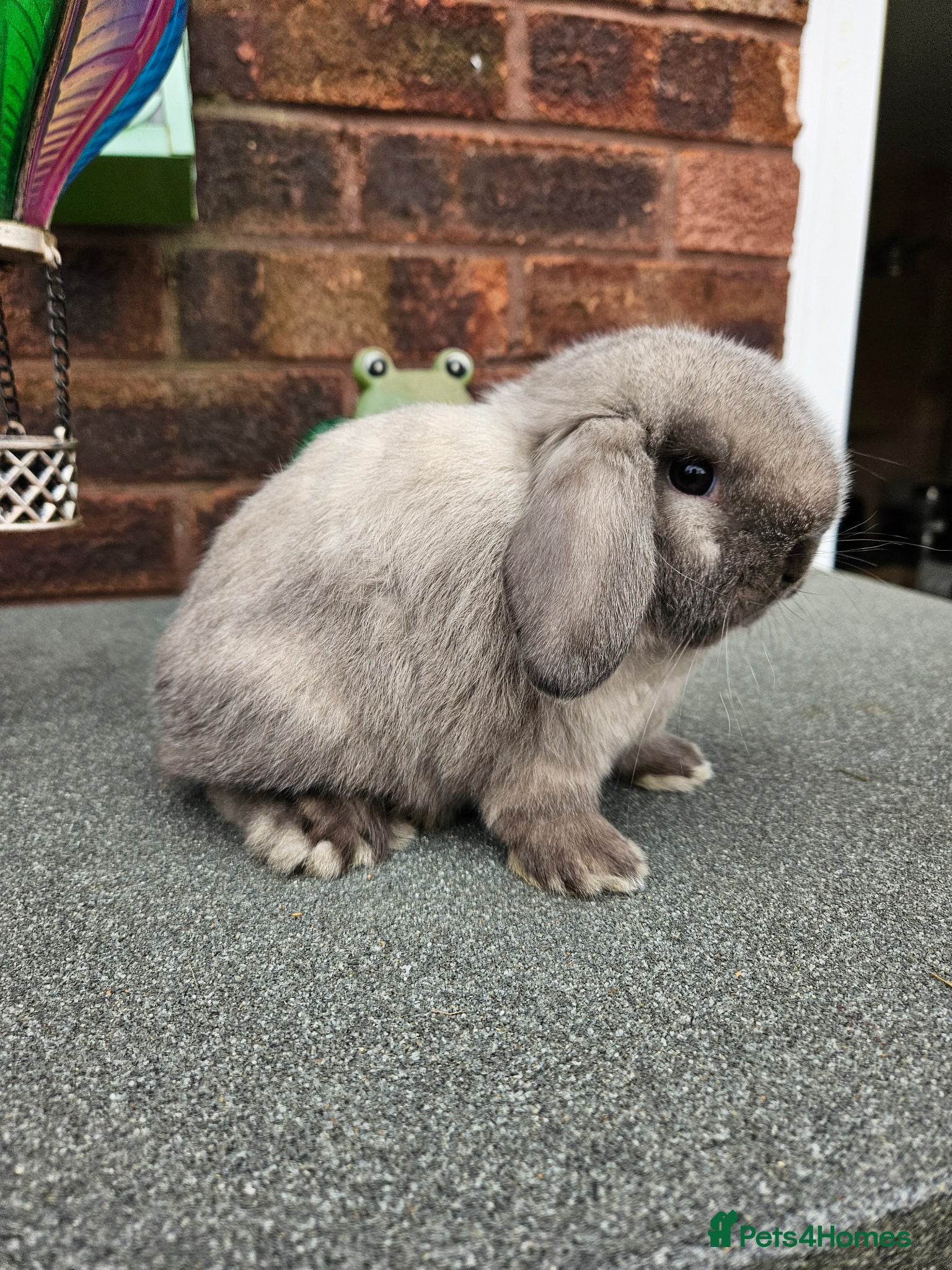 Mini Lop rabbits Baby mini lop girl 8 weeks  - Advert 15