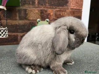 Mini Lop rabbits Baby mini lop girl 8 weeks - Advert 15