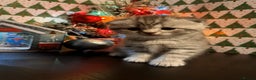 Scottish Fold cats for sale: 4 Beautiful Scottish Fold Kittens - Advert 23