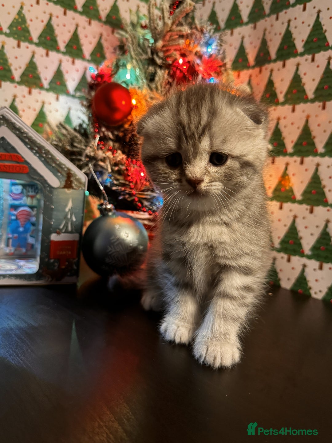 Scottish Fold cats for sale: 4 Beautiful Scottish Fold Kittens - Advert 23