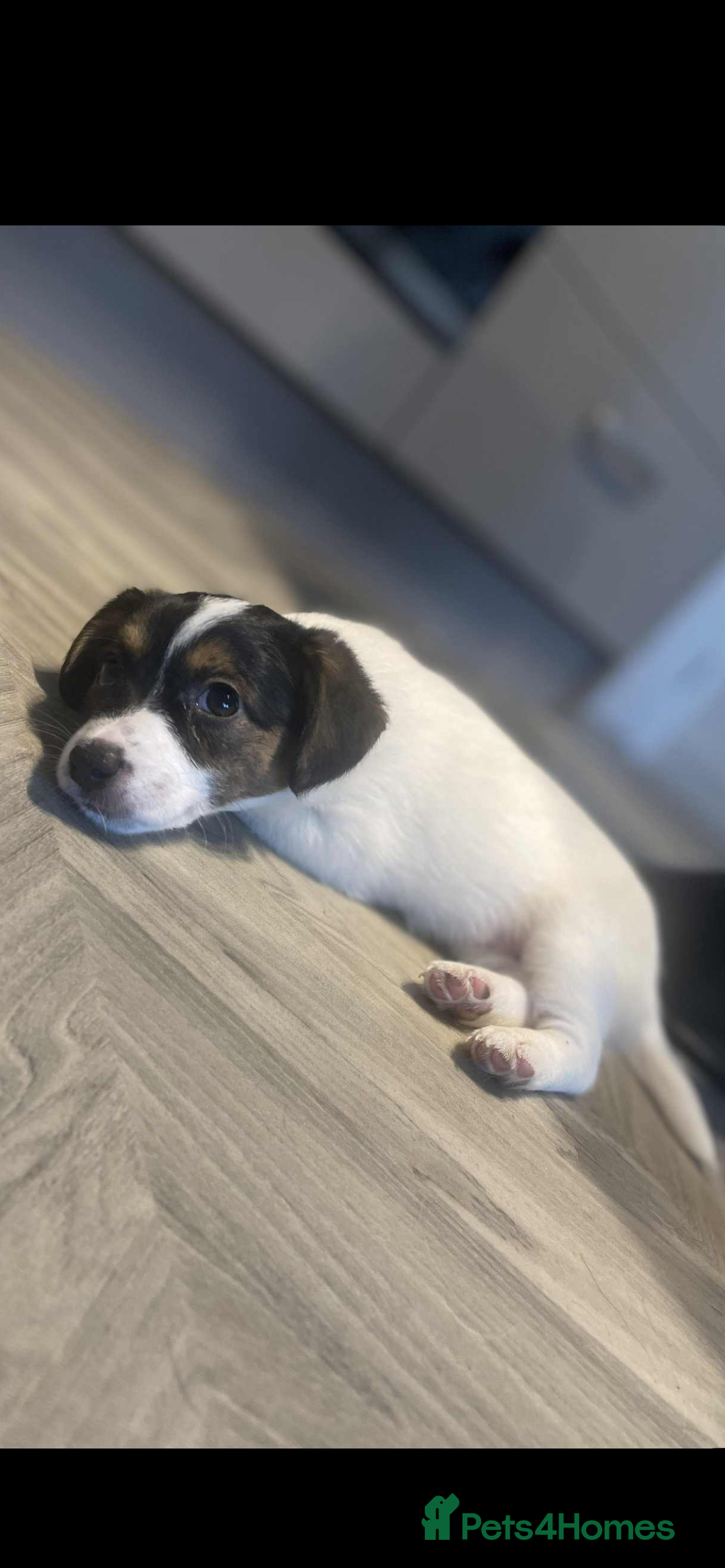 Jackapoo dogs for sale: mini jackapoo pups in Southampton - Image 4