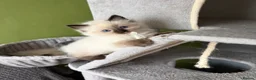 Ragdoll cats for sale: Beautiful Ragdoll Kittens - Advert 6