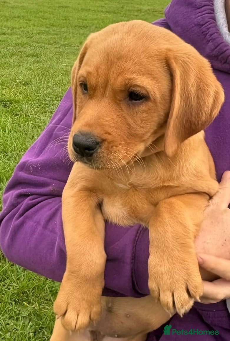 Labrador Retriever dogs KC registered Fox Red Labrador puppies - Advert 1