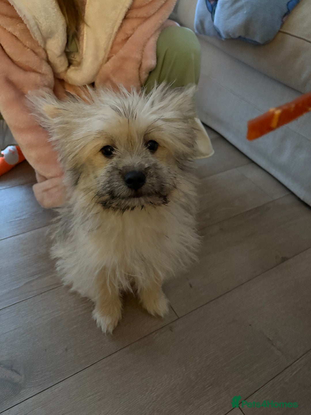 Mixed Breed dogs for sale: Penny the Pomeranian mix  - Image 6
