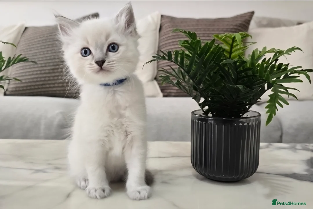 Ragdoll cats for sale: 🤍Pure Ragdoll Blue Point & Lynx Kittens Ready Now - Advert 1