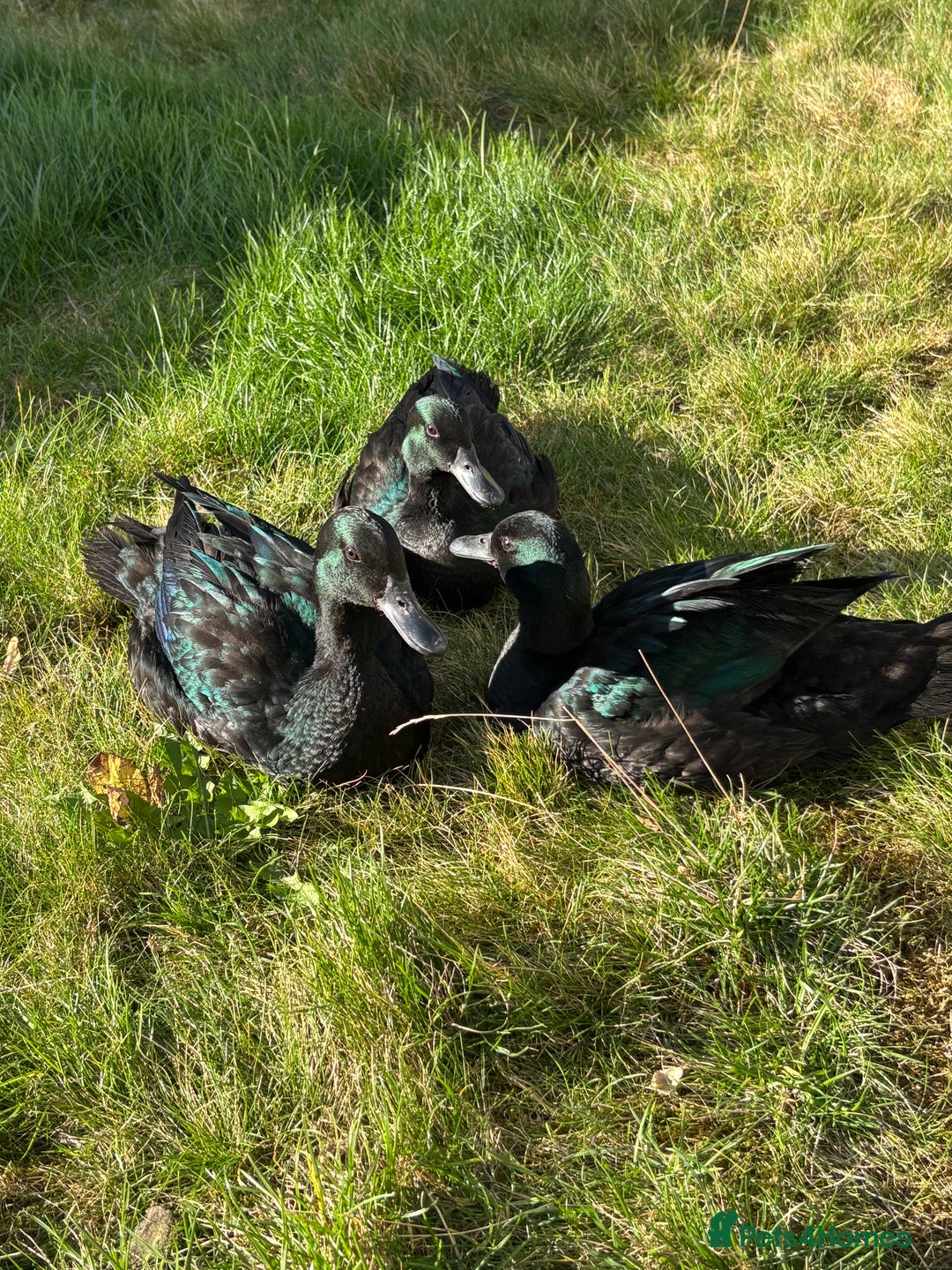 Ducks poultry for sale: Omlet 8x8x8 run & 4 ducks - Advert 4