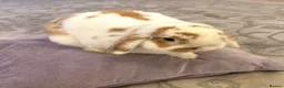 Mini Lop rabbits for sale: Calm Cuddly Male Mini Lop - Advert 2