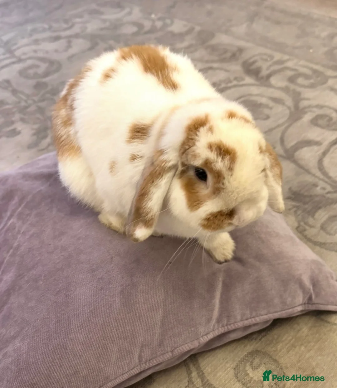 Mini Lop rabbits for sale: Calm Cuddly Male Mini Lop - Advert 2