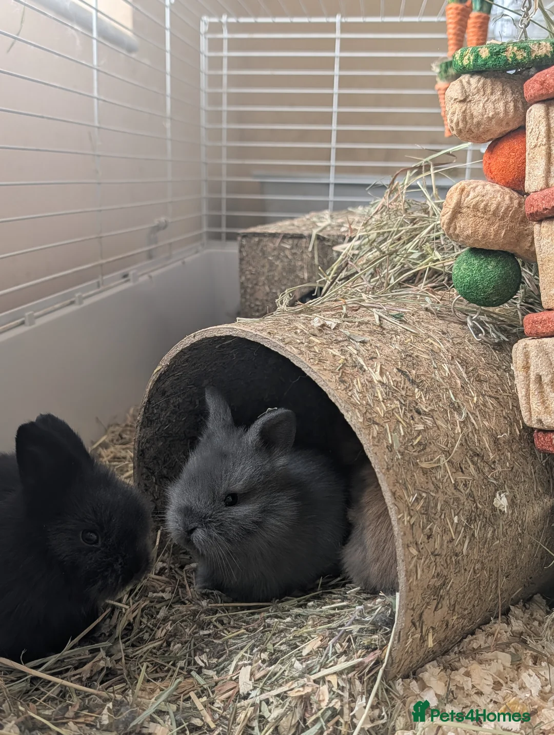 Lionhead rabbits for sale: Dwawf lionhead rabbits  in Ripley - Advert 2