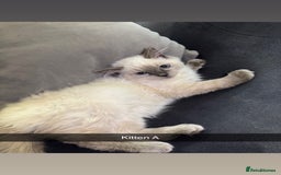 Ragdoll cats for sale: Bluepoint ragdolls  - Image 5