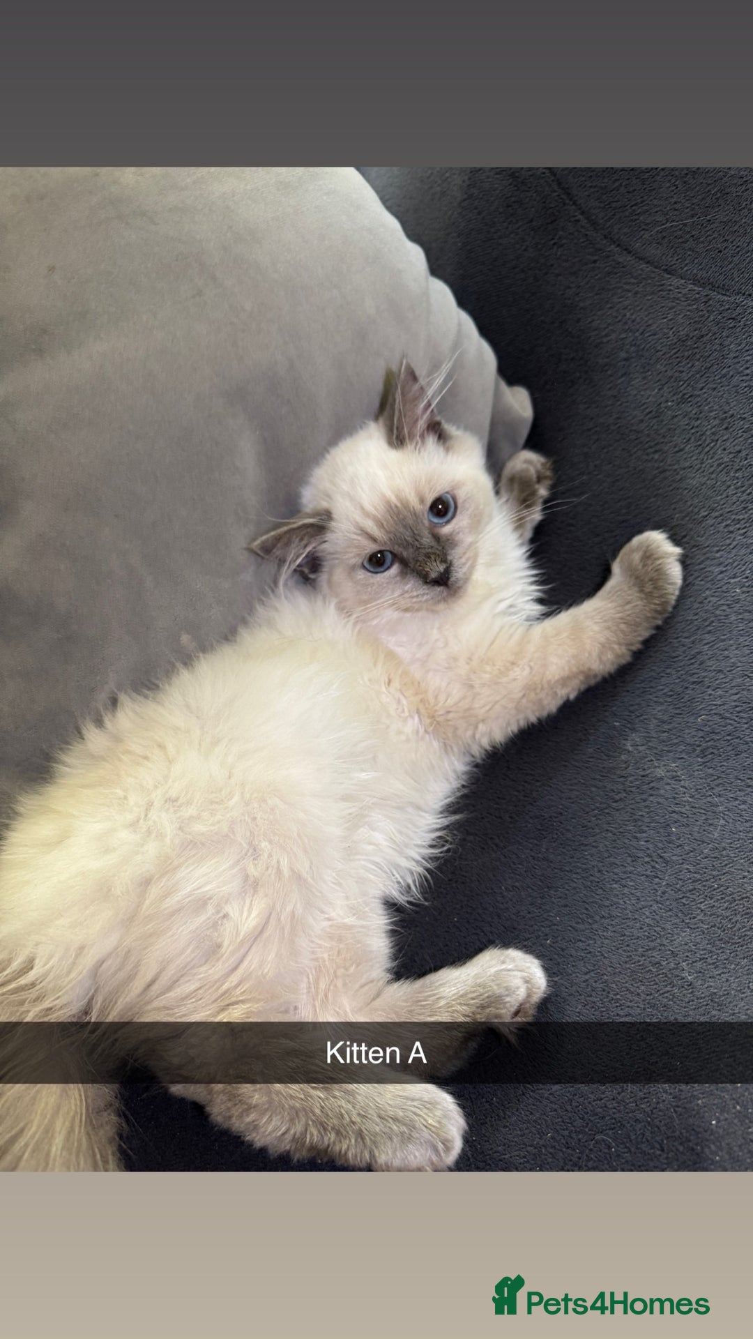 Ragdoll cats for sale: Bluepoint ragdolls  - Image 5