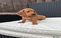 Miniature Dachshund dogs for sale: 3 stunning miniature daxies ❤️ - Image 9