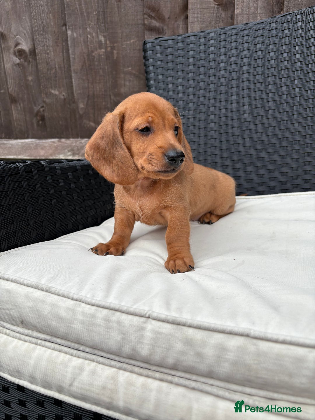 Miniature Dachshund dogs for sale: 3 stunning miniature daxies ❤️ - Image 9