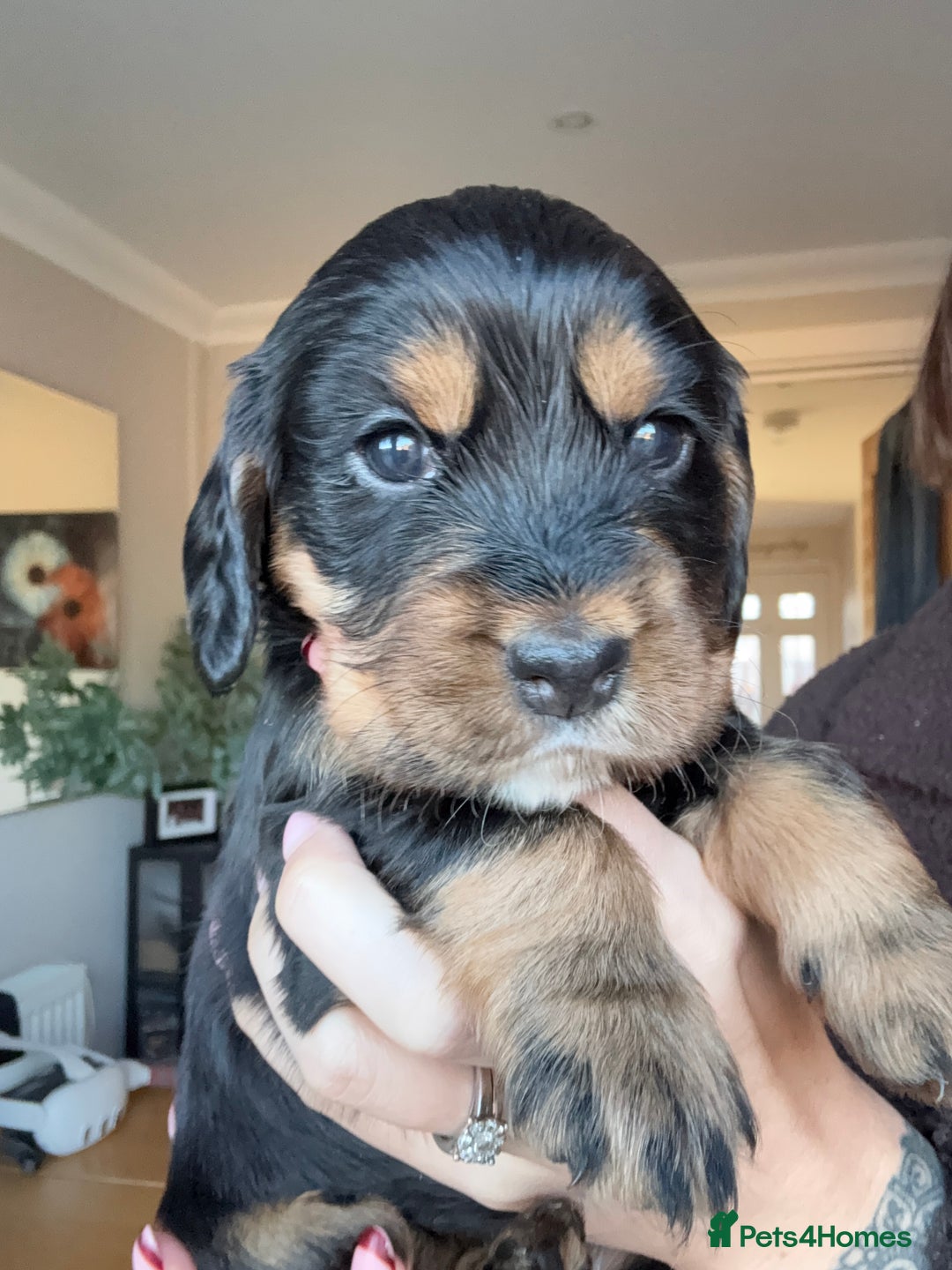 Cocker Spaniel dogs for sale: Beautiful KC Registered- Cocker Spaniel Pups   - Advert 8
