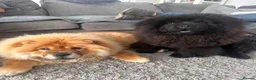 Chow Chow dogs for sale: Beautiful black chow chow  - Advert 3