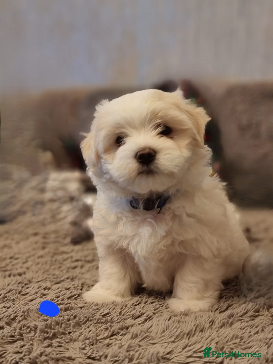 Maltese dogs for sale: Adorable Maltese Puppies Ready for Love. - Advert 13