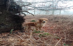 Golden Retriever dogs for stud: Golden Retriver Red/Dark Stud Dog - Image 18