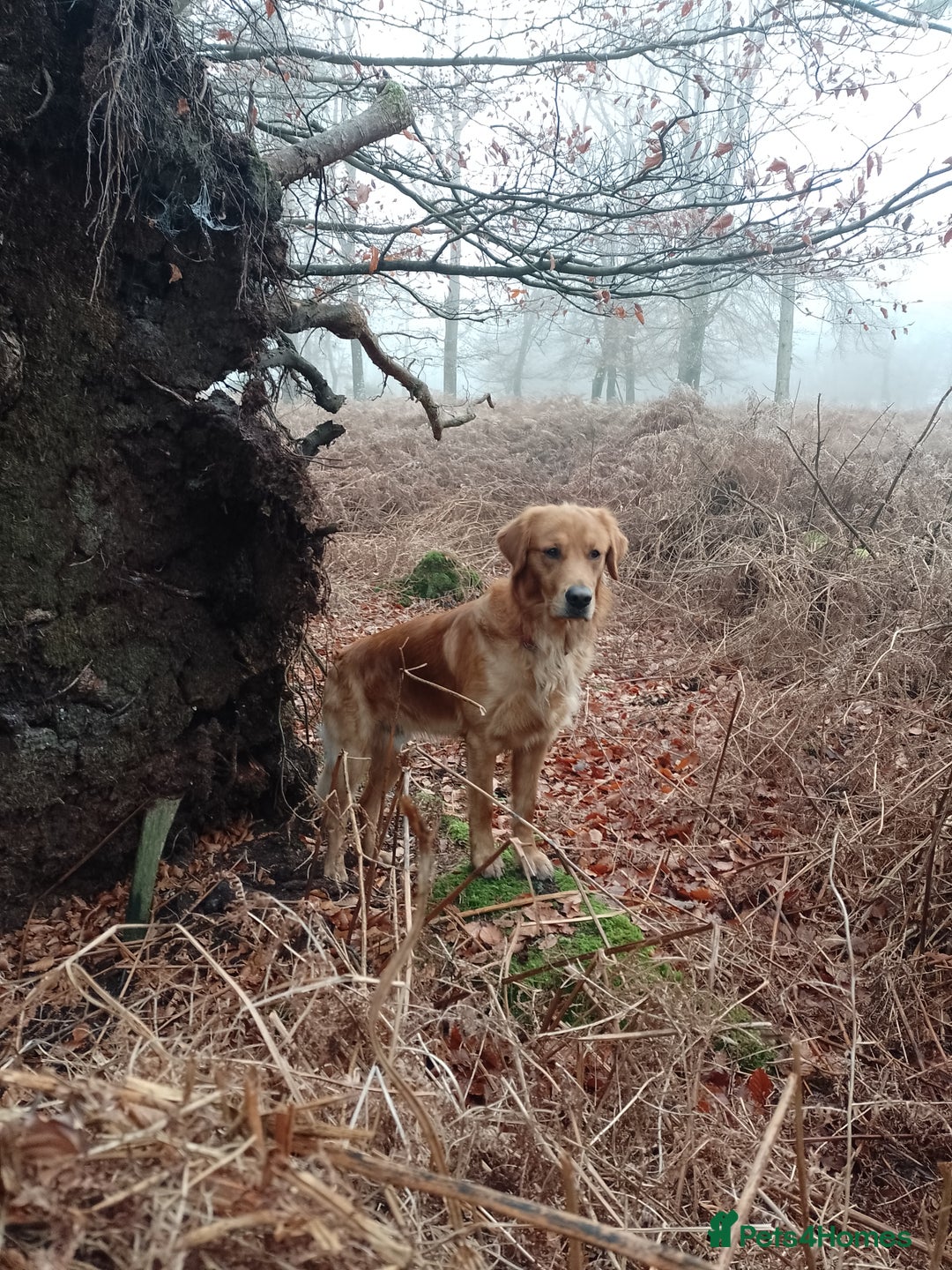 Golden Retriever dogs for stud: Golden Retriver Red/Dark Stud Dog - Image 18