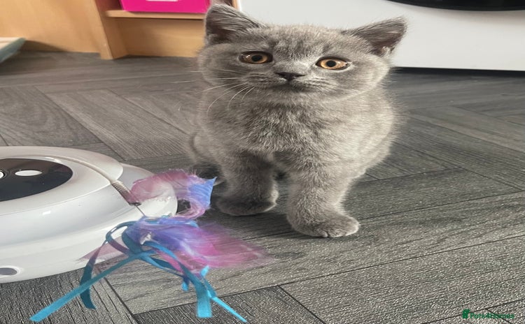 British Shorthair cats - Advert 16