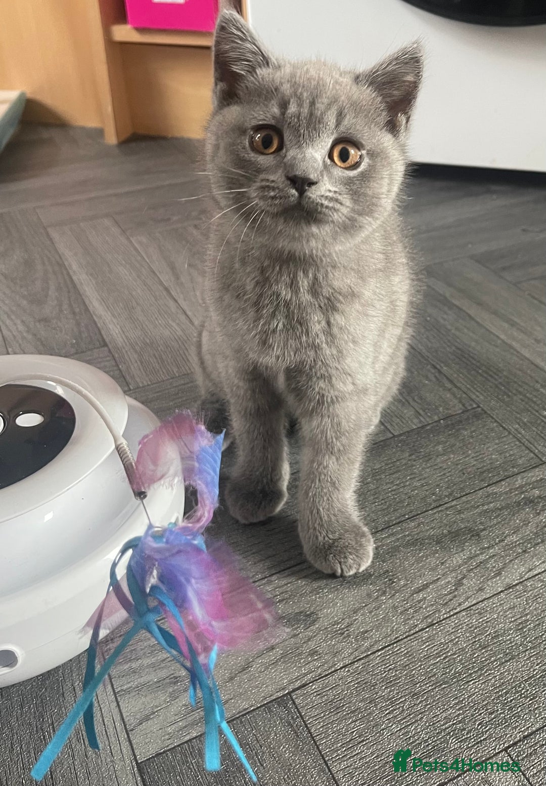 British Shorthair cats for sale: British shorthair female kitten❤️ - Image 1