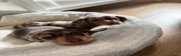 Miniature Dachshund dogs for sale: Miniature Dachshund dapple 1 boy 1 girl  in Skelmersdale - Advert 5
