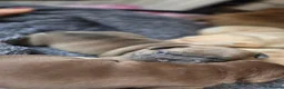 French Bulldog dogs for sale: Stunning French bull dog puppies lincolnshire - Advert 13