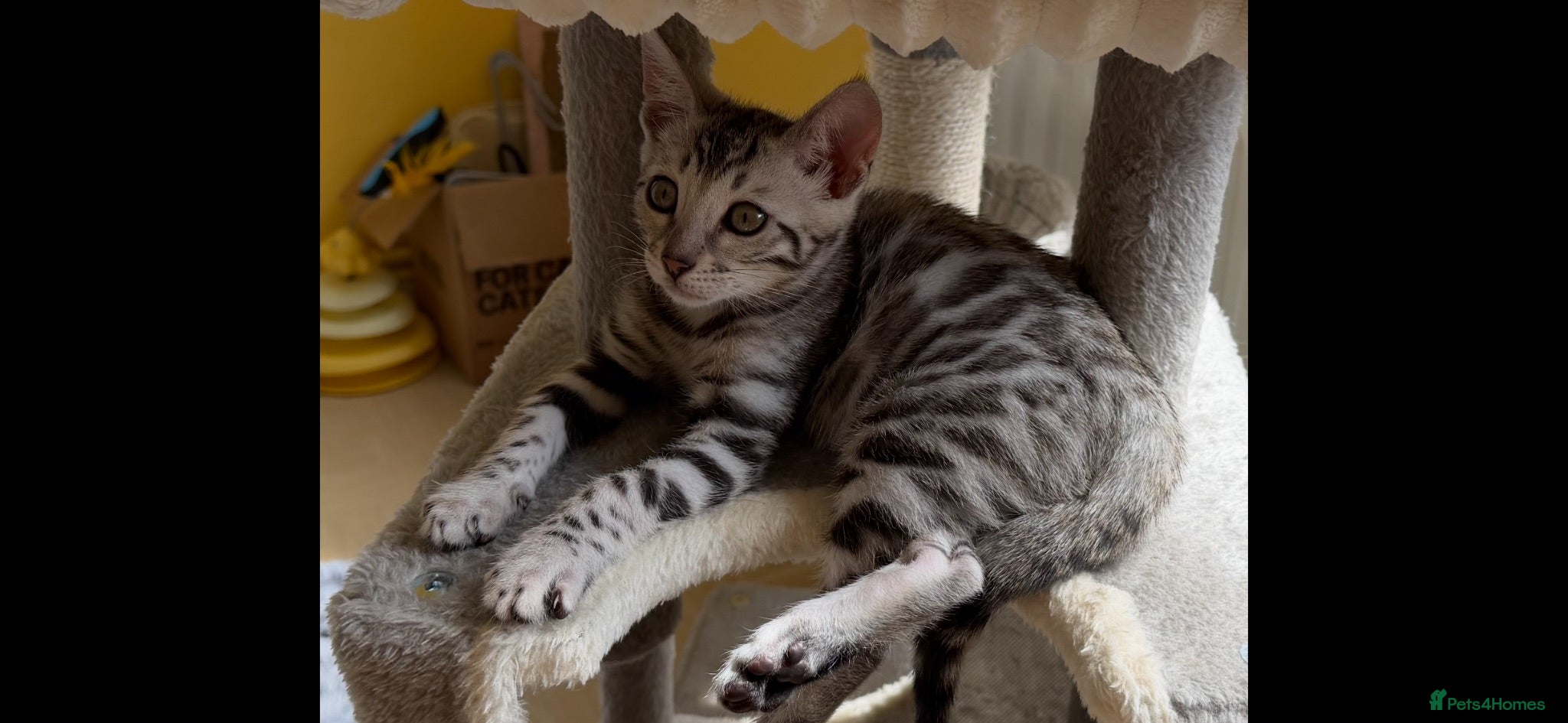 Bengal cats BENGAL 🔥 KITTENS TICA REGISTERED  - Advert 6