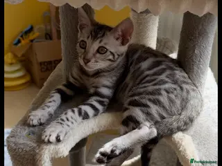 Bengal cats BENGAL 🔥 KITTENS TICA REGISTERED - Advert 6