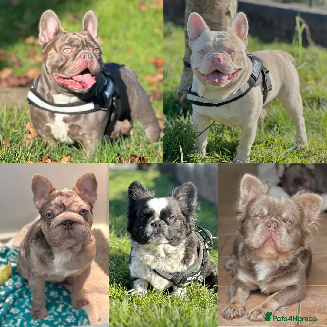 French Bulldog dogs for stud: Black brindle panda husky fluffy carrying pink  in Cardiff - Advert 8