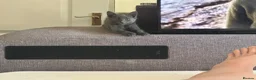 Mixed Breed cats for sale: Last two toe eaters - Advert 8