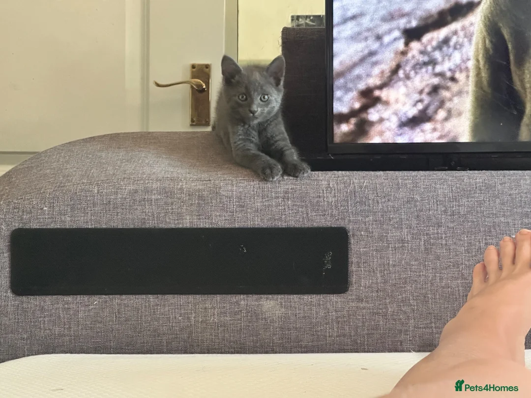 Mixed Breed cats for sale: Last two toe eaters - Advert 8