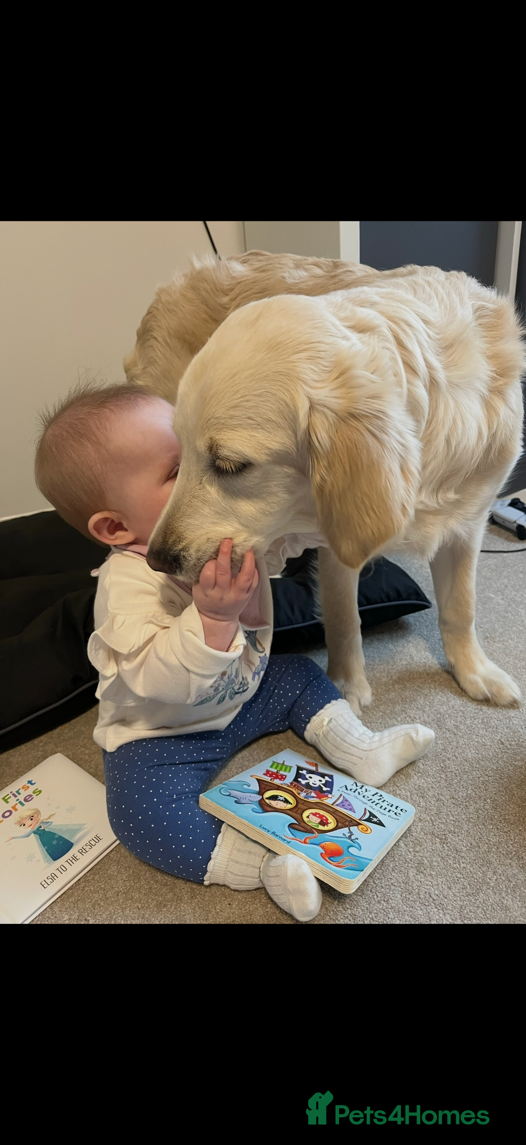 Golden Retriever dogs for sale: 3 year old female golden retriever  - Advert 9