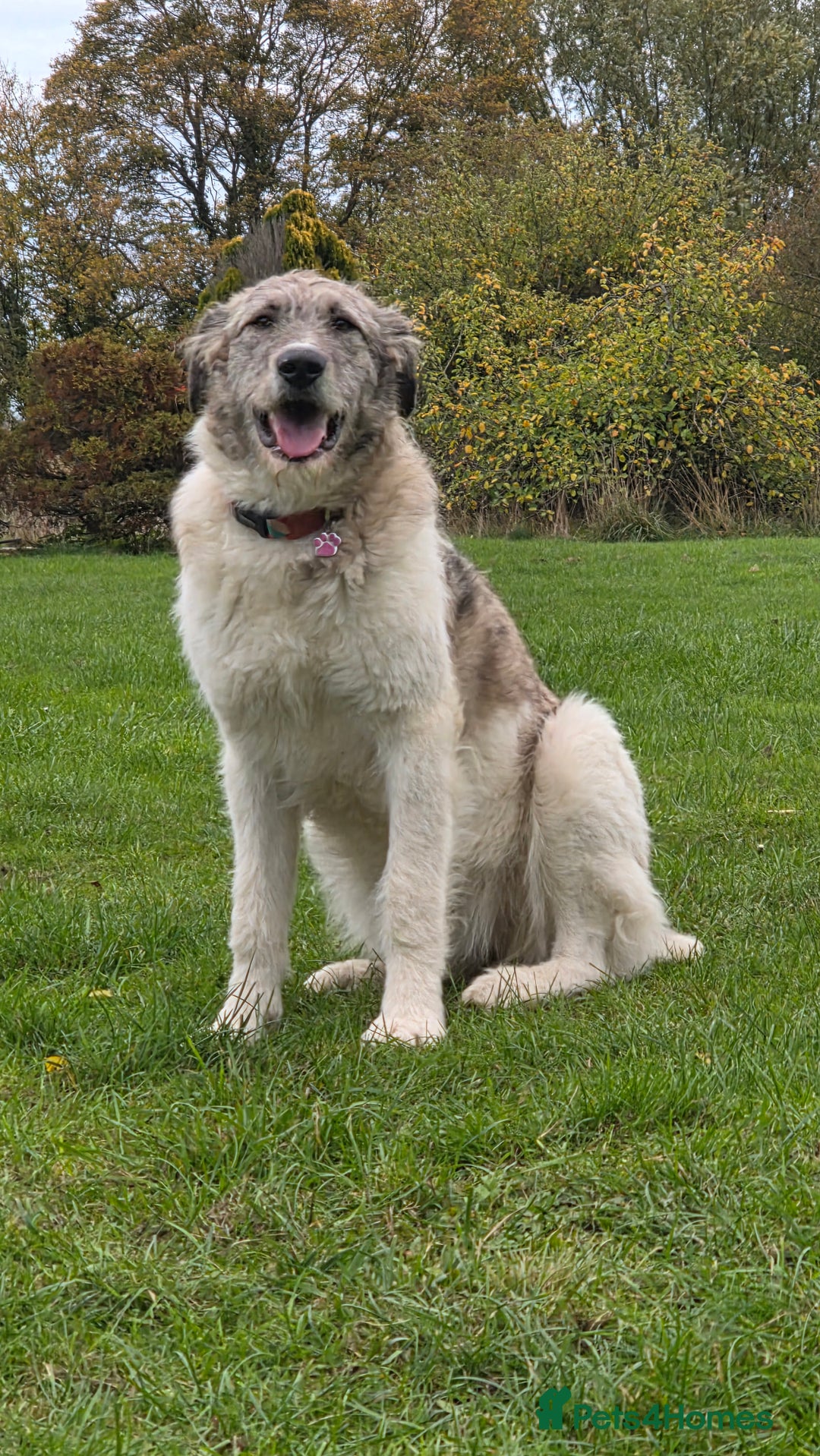 Mixed Breed dogs for adoption: Perfect PICKLE - Image 17