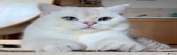 British Shorthair cats for sale: British shorthair Chocolate Boy - Advert 8