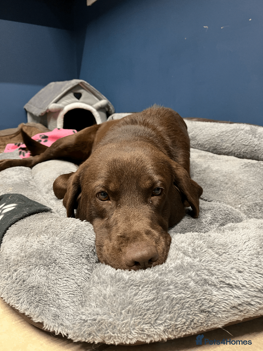 Labrador Retriever dogs for sale: 🐶Beautiful Chocolate Lab Loving Energetic Girl🐶 - Advert 3