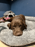 Labrador Retriever dogs 🐶Beautiful Chocolate Lab Loving Energetic Girl🐶 - Advert 4