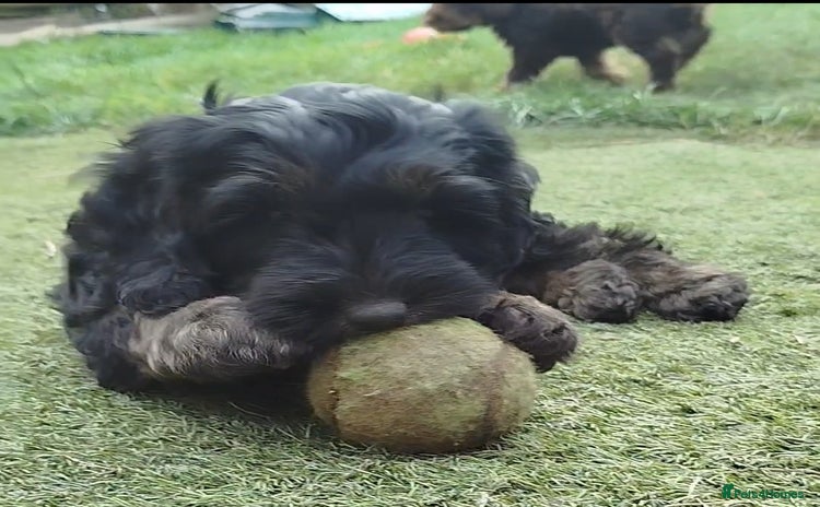 Cockapoo dogs - Advert 1