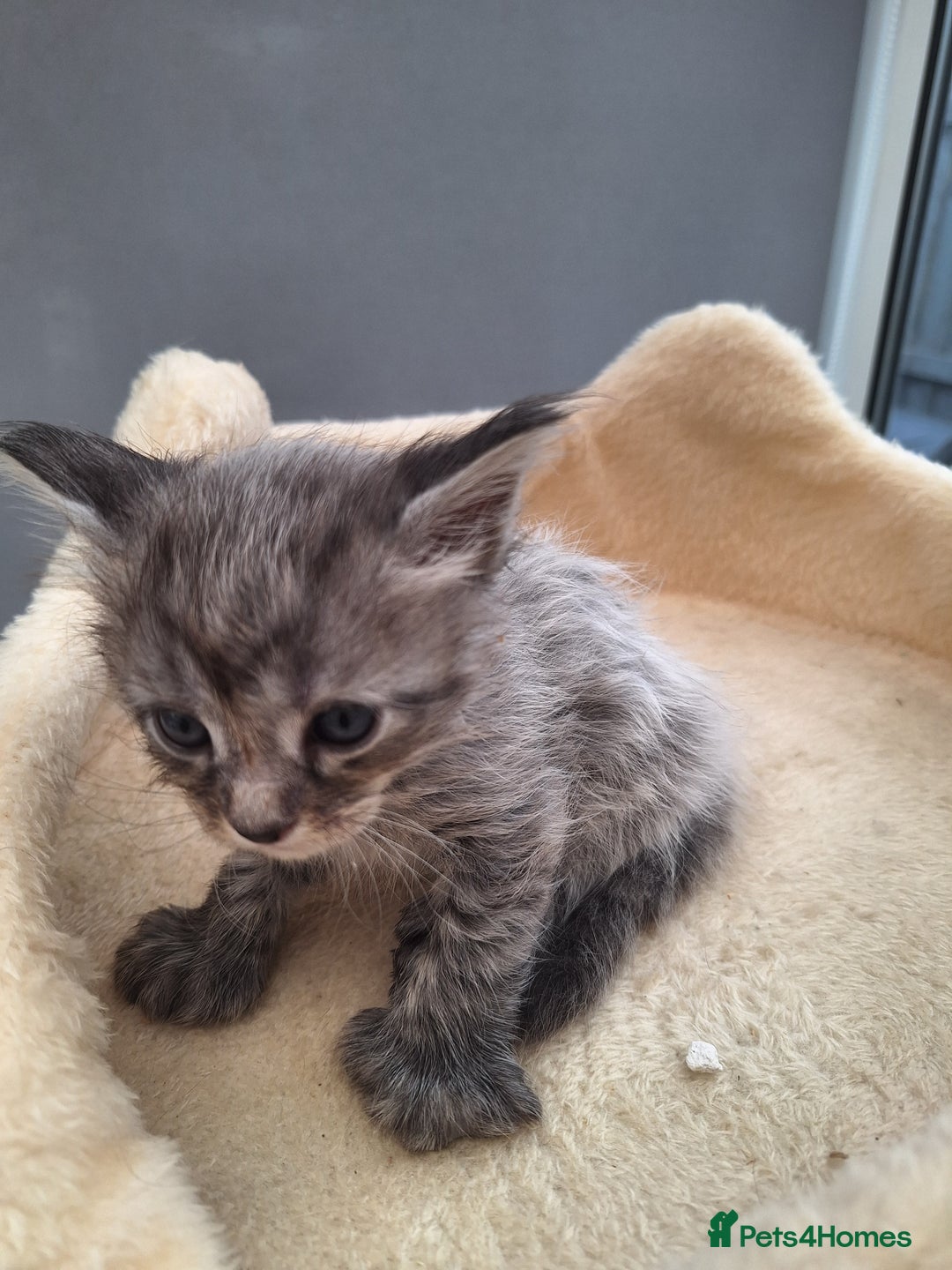 Maine Coon cats for sale: Mainecoon kittens BlackSilver smoke poly non poly - Image 9