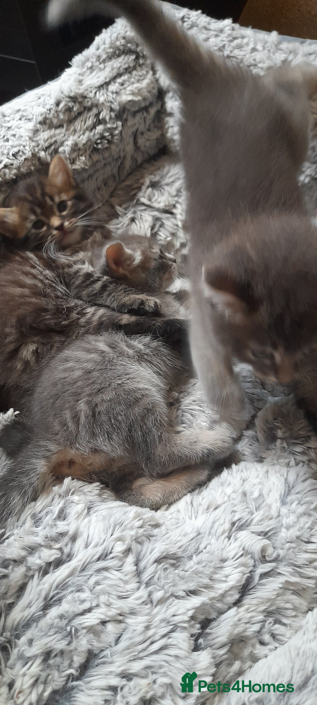 Mixed Breed cats for sale: Kittens  - Image 19